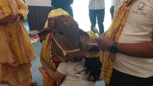 cow made guest of honour inaugurates organic restaurant in lucknow