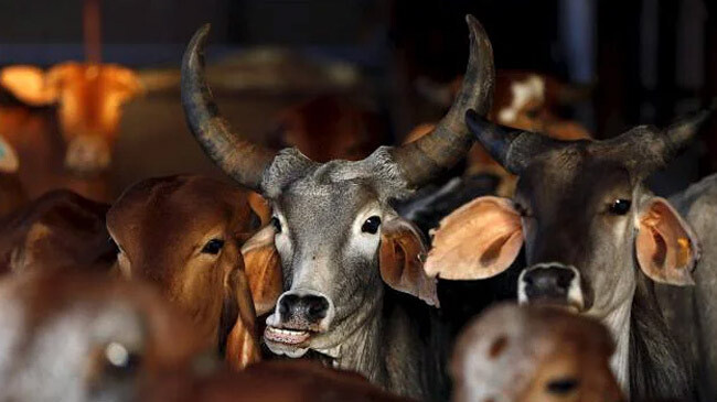 cow slaughter in assam