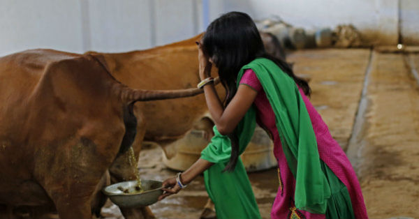 cow urine selling like hot cake