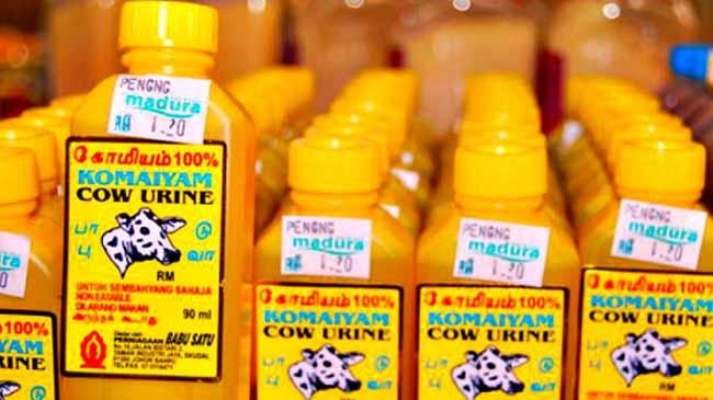 cow urine 1