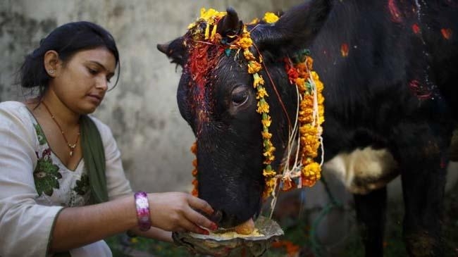 cow worship