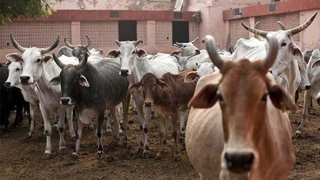 cow