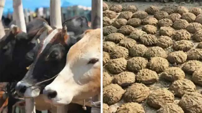 cowdung