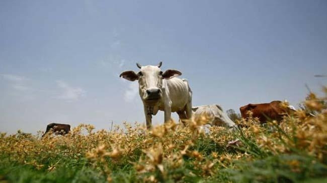 cows are destroying crops