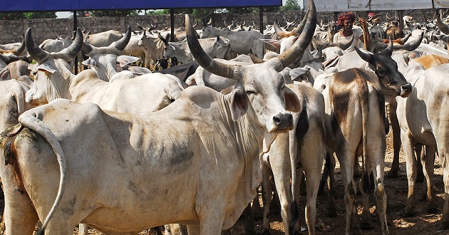 cows of india