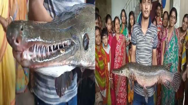 crocodile fish
