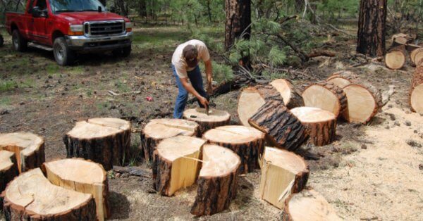 cutting trees