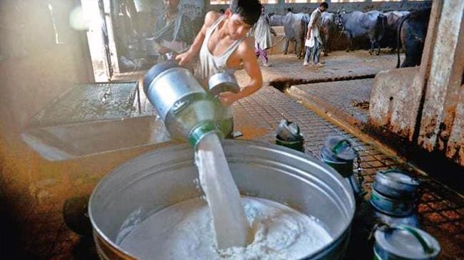 dairy farm in karachi