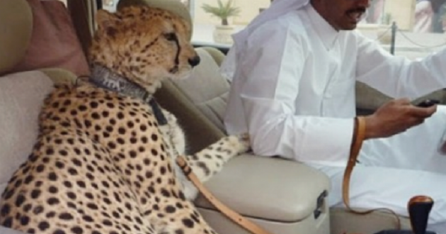 dangerous pet in car