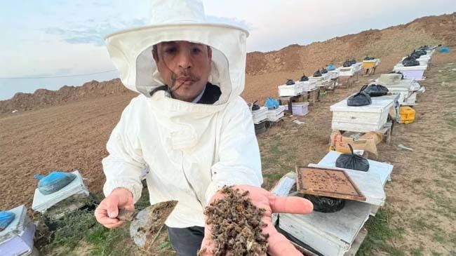 dead bee show
