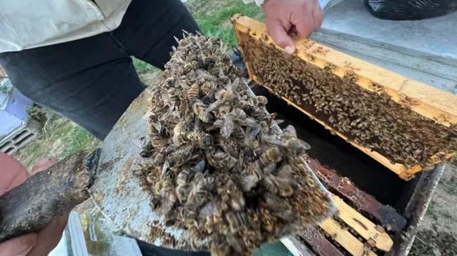 dead bee