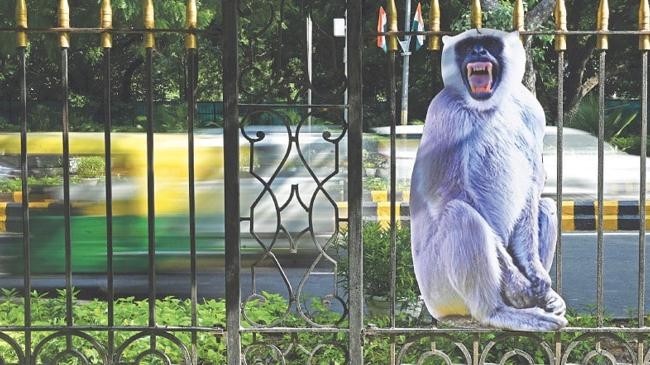 dehli langur