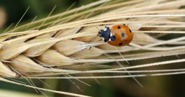 denmark creating robot insect