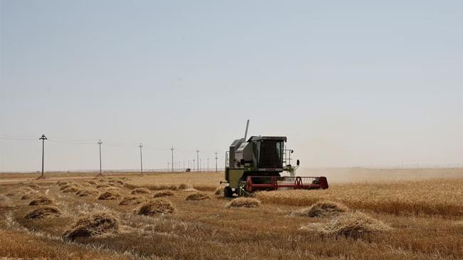 desert wells help iraq harvest bumper wheat crop as rivers dry 01