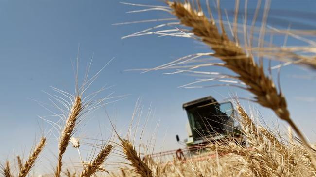 desert wells help iraq harvest bumper wheat crop as rivers dry