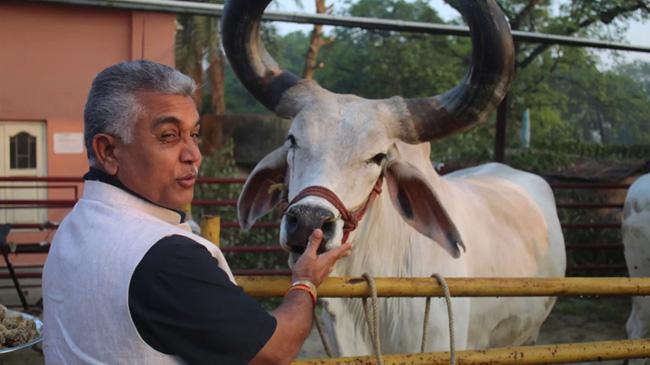 dilip ghos with cow