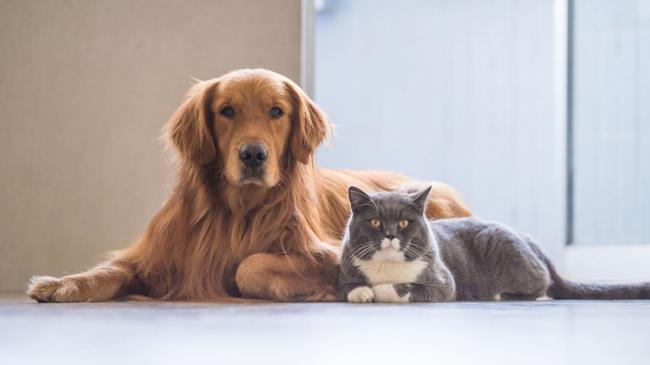 dog and cat image