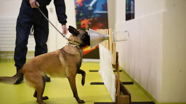dog corona test