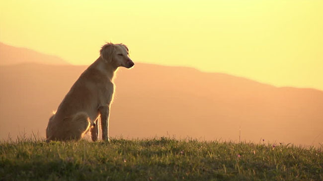 dog in hill