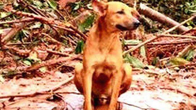 dog in india