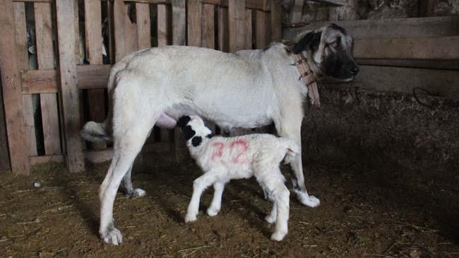 dog nurses hungry lamb