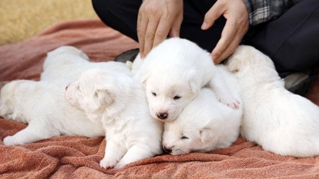 dogs given to south korea