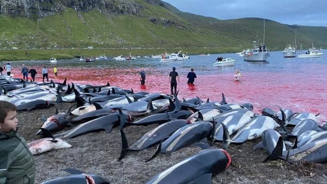 dolhin faroe island