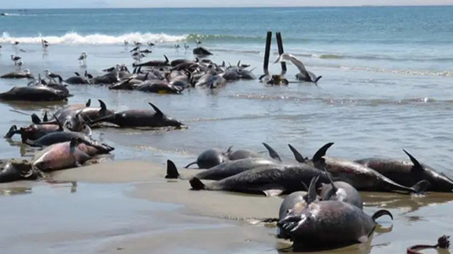 dolphin lost live mozambique