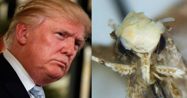 donald trump insect
