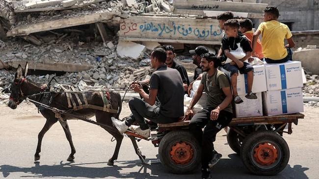 donkey curt in gaza