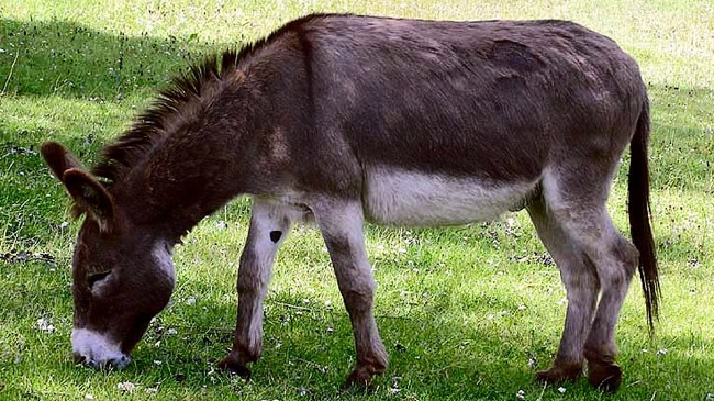 donkey photo