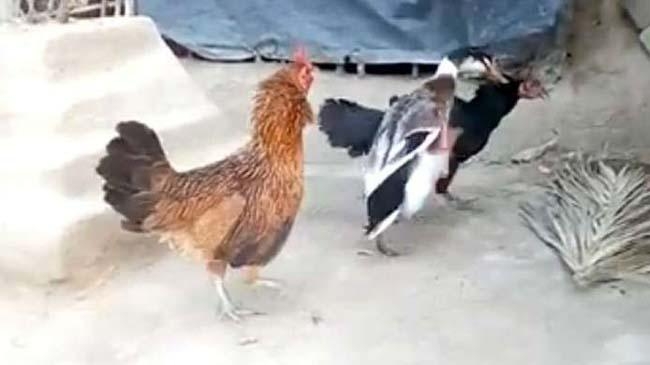 killed hen