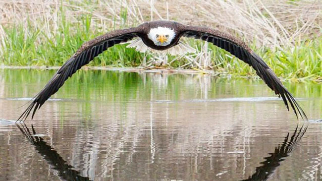 eagle