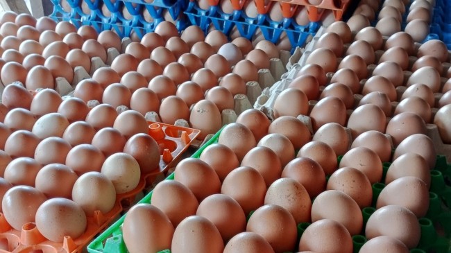 eggs