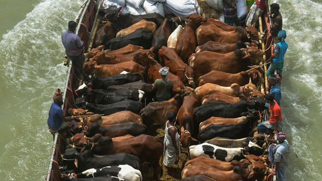 eid cattlle market bangladesh dhaka