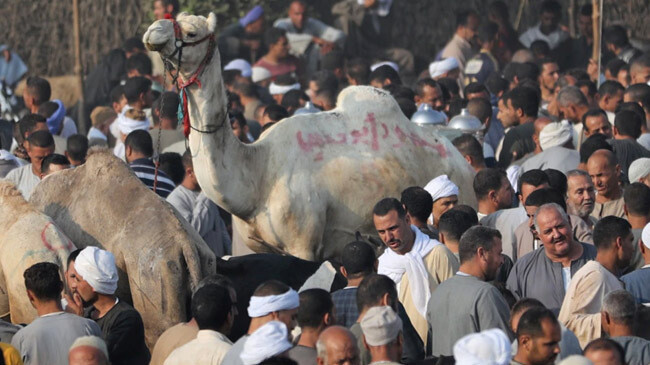 eid cattlle market egypt giza 1