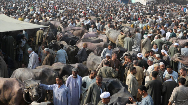 eid cattlle market egypt giza