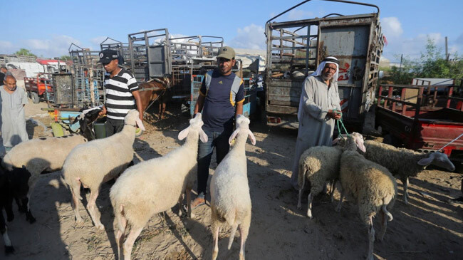 eid cattlle market gaza palestine