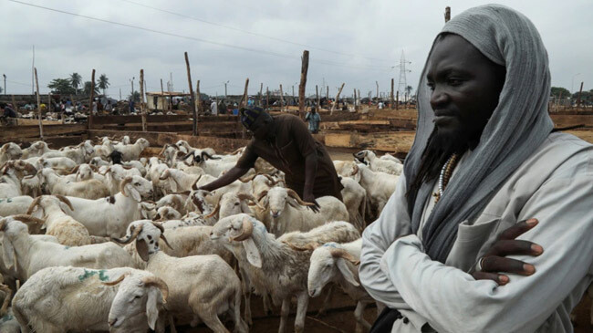 eid cattlle market ivory coast