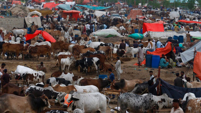 eid cattlle market pakistan korachi