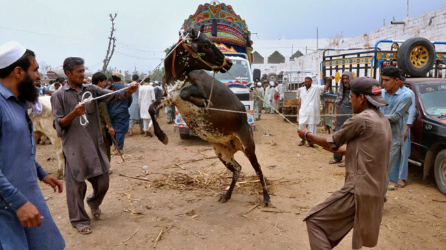eid cattlle market pakistan pesoer 1