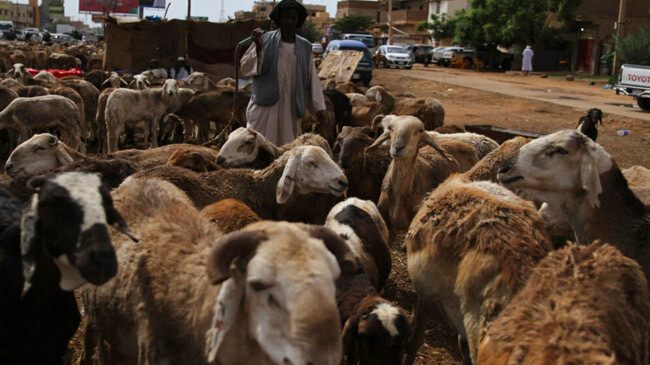 eid cattlle market sudan khartoum