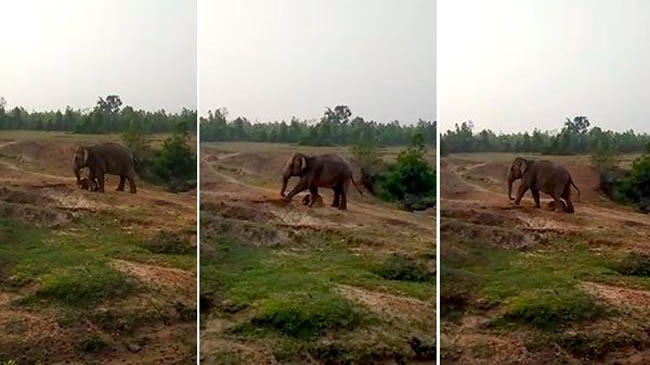 elephant india