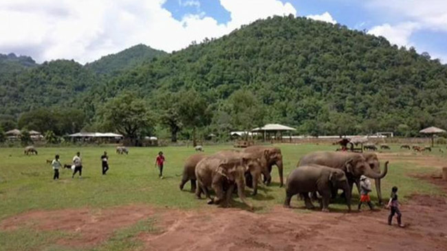 elephant rehabilitation project