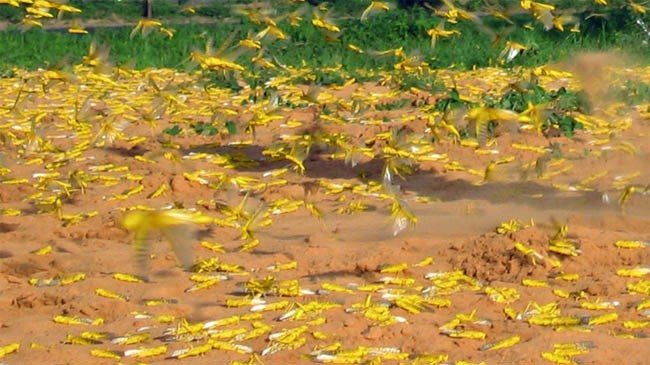 emergency pakistan locust