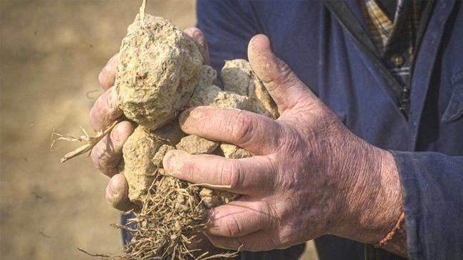 extreme drought in italys agricultural emergency