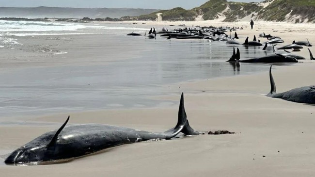 false killer whales