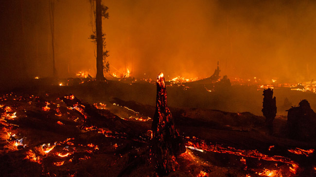 fire in indonesia fores