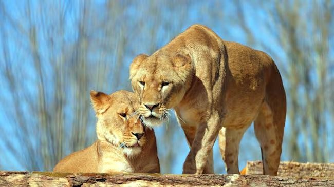 five lions traumatised by war in ukraine settle in to their forever home at uk sanctuary