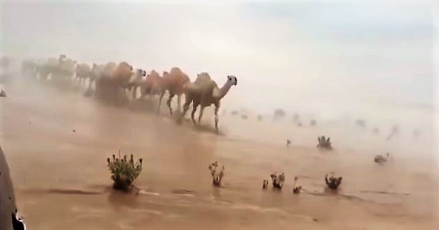flood in desert